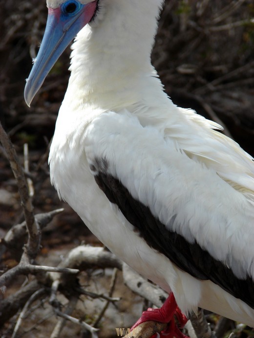 Blue beak on a Red Footed Boobie