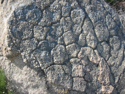 O Cérebro de Pedra