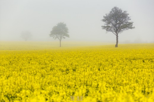Yellow Field