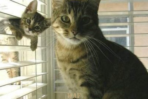 Hi Friend !!!