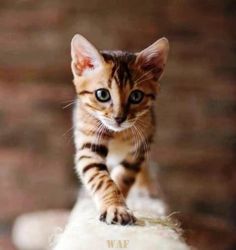 Miau...
