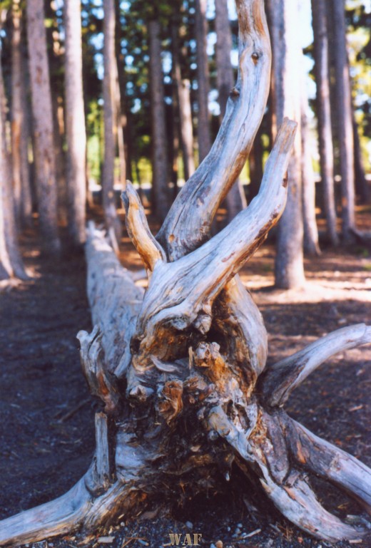 a Mangled Tree Stump in Wyoming