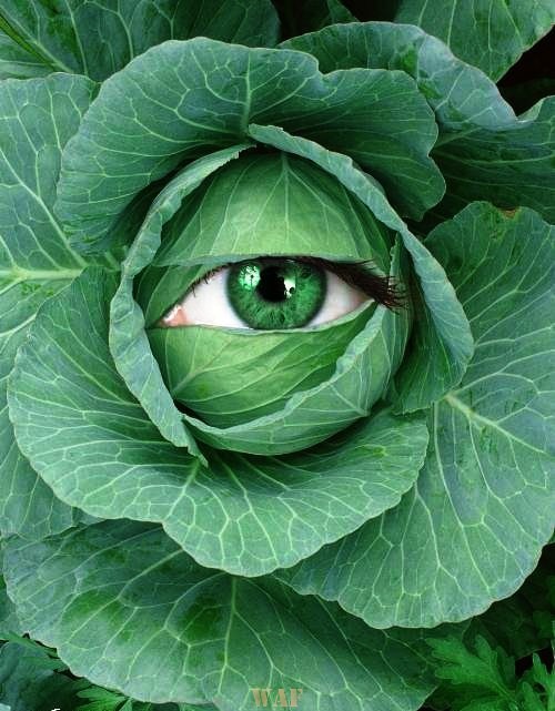 Olho Verde...