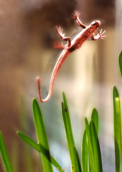 a Newt on a window