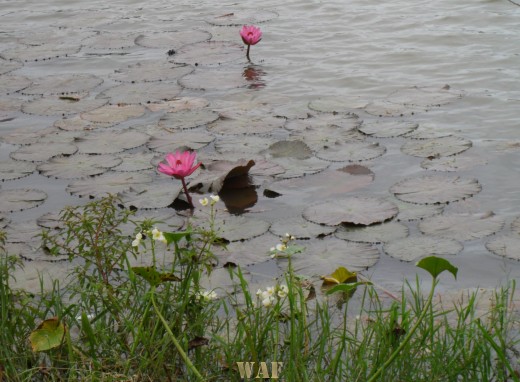 O Lago e a Lenda