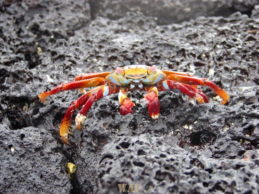 a Sally Hightfoot on the Galapagos Islands (Punta Cormorant, on Floreana Island 12/26/07)