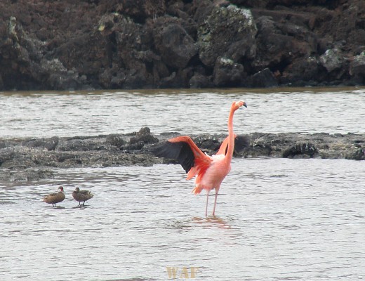 a Pelican and birds in the water on the Galapagos Islands (Punta Cormorant, on Floreana Island 12/26/07)