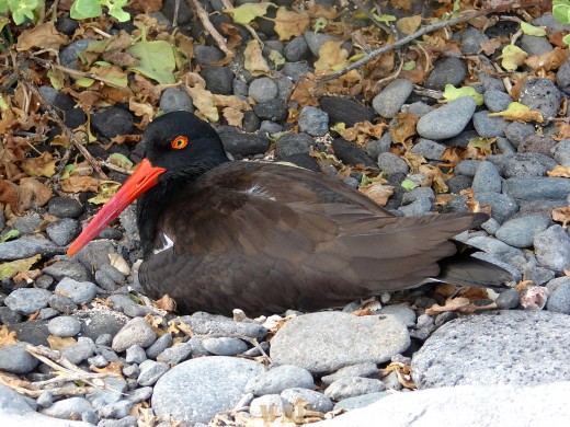 an American Oystercatcher on the Galapagos Islands (Punta Suarez, at Espanola Island 12/25/07)