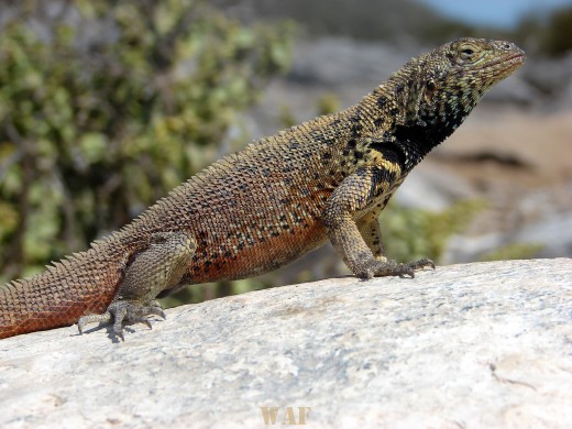 a Lava Lizard on the Galapagos Islands (Punta Suarez, at Espanola Island 12/25/07)