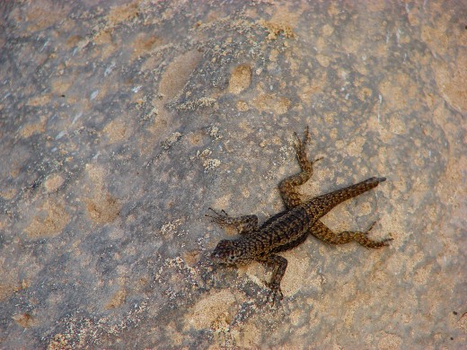 a Lava Lizard on the Galapagos Islands (Santa Fe Island 12/24/07)