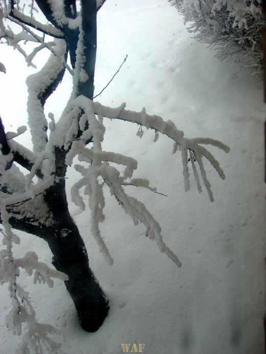 Snow on the Trees 02/06/08