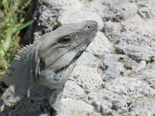 El sorriso do Lagarto - Yucatan