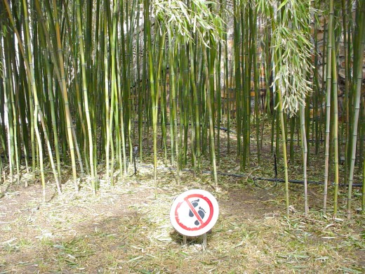 a sign at the bamboo trees saying "don't walk through the bamboo" at the Summer Palace (Beijing, China)