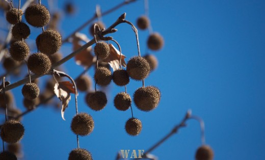 Seeds of a Tree
