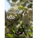 "Desculpe Mãe"